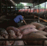 渝北区动监所加强屠宰环节监督检查 确保国庆期间肉产品质量安全 - 农业厅