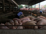 渝北区动监所加强屠宰环节监督检查 确保国庆期间肉产品质量安全 - 农业厅