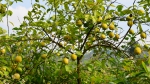 品柚子摘柠檬 科垦农业生态园给你来个冬天的约会 - 农业厅