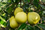品柚子摘柠檬 科垦农业生态园给你来个冬天的约会 - 农业厅