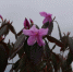 国内首次！金佛山发现冬季开花的野生杜鹃花群 - 华龙网