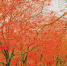 重庆日报：我市首次培育出三季红红枫品种从春天红到秋天 - 林业厅