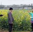 重庆市油菜生产机械化专家团队深入区县把脉指导机播油菜田间管理 - 农业机械化信息
