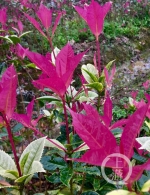 你见过桂花树叶一年变5种颜色的吗？它叫五色彩桂 - 重庆晨网