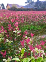 你见过桂花树叶一年变5种颜色的吗？它叫五色彩桂 - 重庆晨网