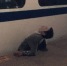 在南京被高铁列车卡住身亡者是个27岁重庆小伙 - 重庆晨网