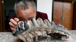 面粉厂改建挖出“怪兽的牙齿” 专家：或为剑齿象臼齿化石 - 重庆晨网