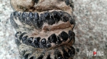 面粉厂改建挖出“怪兽的牙齿” 专家：或为剑齿象臼齿化石 - 重庆晨网