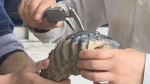 证实！铜梁出土的“怪兽牙齿”系剑齿象第三颗臼齿化石 - 重庆晨网