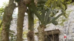 仙人掌“爱上”梨树 6年疯长了7米 - 重庆晨网