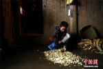 重庆山区7岁“放牛娃” 与87岁奶奶相依为命 - 重庆晨网
