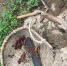 巫溪一农妇采摘椿芽掉进40多米深天坑后死亡 - 重庆晨网