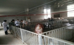 市畜牧科学院朱丹专家来合指导选育合川黑猪 - 农业厅