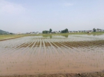 抢晴天保农时 机械化确保水稻满栽满插 - 农业机械化信息