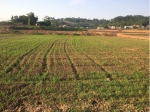 抢晴天保农时 机械化确保水稻满栽满插 - 农业机械化信息