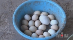 母鸡中的“战斗机” 产下180克“霸王蛋中蛋” - 重庆晨网