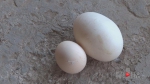 母鸡中的“战斗机” 产下180克“霸王蛋中蛋” - 重庆晨网