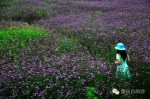重庆周边藏了7个普罗旺斯，紫色花海美爆初夏！ - 重庆晨网