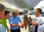 数市民热心救助，猫头鹰重获自由 - 林业厅