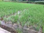 涪陵区：农委、农科院检查水稻直播 - 农业机械化信息