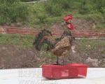 重庆农庄老板发明“宇宙鸡” 高3米重1000斤 - 重庆晨网