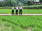 涪陵区：农委、农科院检查水稻直播 - 农业机械化信息