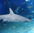 你见过“盘着发髻”的鲨鱼吗？昨晚空降山城，国内首展 - 重庆晨网