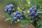 蓝莓葡萄桃子西瓜……重庆夏日水果采摘地图出炉 - 重庆晨网