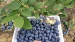 蓝莓葡萄桃子西瓜……重庆夏日水果采摘地图出炉 - 重庆晨网