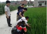 市农技总站水稻专家指导开州再生稻供给侧改革 - 农业厅
