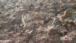 重磅！重庆发现世界级恐龙化石群 - 重庆晨网