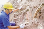 重庆云阳发现世界级侏罗纪恐龙化石群 - 重庆新闻网