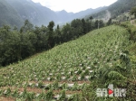 奉节县部分乡镇遭遇冰雹突袭 - 重庆晨网