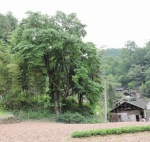 黔江区：发现200岁的桑树王 - 林业厅