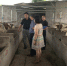 全国畜牧总站杨泽霖高级兽医师到我市合川区调研肉牛产业发展 - 农业厅