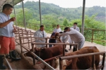 中国动物卫生与流行病学中心专家到忠县指导牛羊流行病学调查工作 - 农业厅