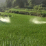 万州区：种粮大户水稻生产机械化水平高 - 农业机械化信息