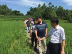 市农业专家组督查指导永川区水稻绿色高产高效创建项目实施 - 农业厅