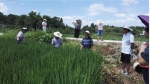 市农技总站和市农科院专家赴铜梁检查水稻轻简化种植工作 - 农业厅