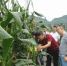 市农技总站专家到綦江指导玉米生产 - 农业厅