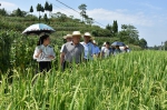 农业部专项督查垫江水稻制种基地建设情况 - 农业厅