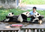 “大熊猫奶爸”的小幸福 - 重庆晨网