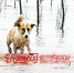 10年前渡江喂奶的狗妈妈“花花”找到了，隐居在深山 - 重庆晨网