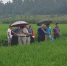 全国水稻品审专家考察南川水稻生产试验 - 农业厅