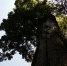 华龙网：杉岭乡千年红豆树获封黔江区“最美树王” - 林业厅