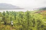 重庆日报：1500亩中山杉仍蔚然成林 守护长江万州段45公里江岸 - 林业厅