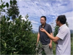市农技总站为巫溪县中岗乡制定茶叶产业发展规划 - 农业厅