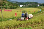 綦江区：盈益农业公司万亩水稻机收开镰 - 农业机械化信息