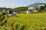 綦江区：盈益农业公司万亩水稻机收开镰 - 农业机械化信息