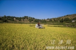 收割机正在田里收割水稻。通讯员 庞滔滔 摄 - 农业机械化信息